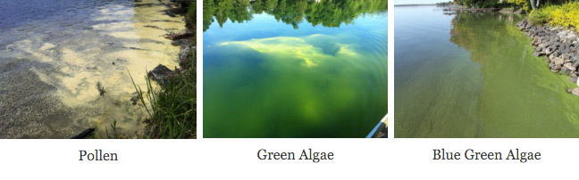 Blue Algae