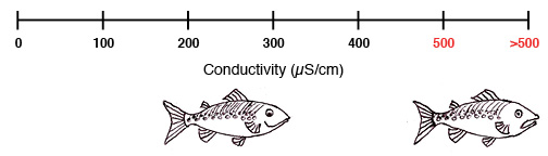 Testing for Conductivity - Water Rangers 