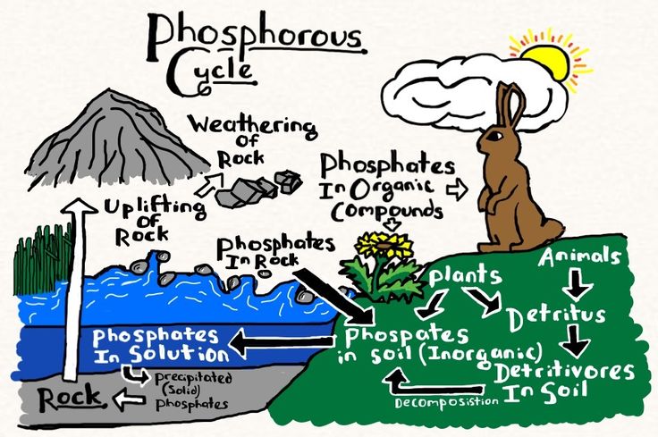 The phosphorous cycle