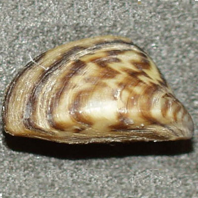 Zebra Mussels